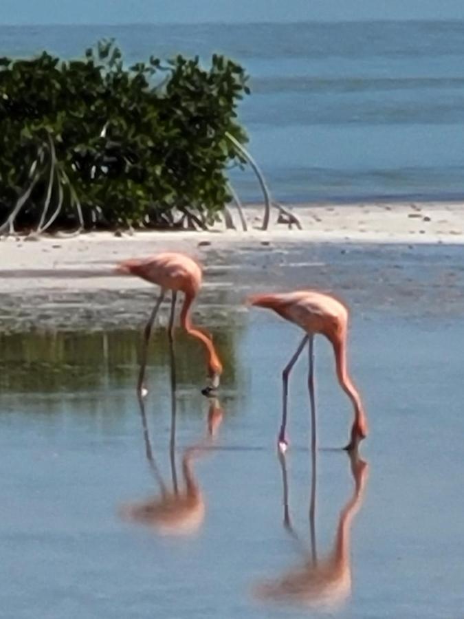 Puerto Del Cielo Otel Chuburná Dış mekan fotoğraf